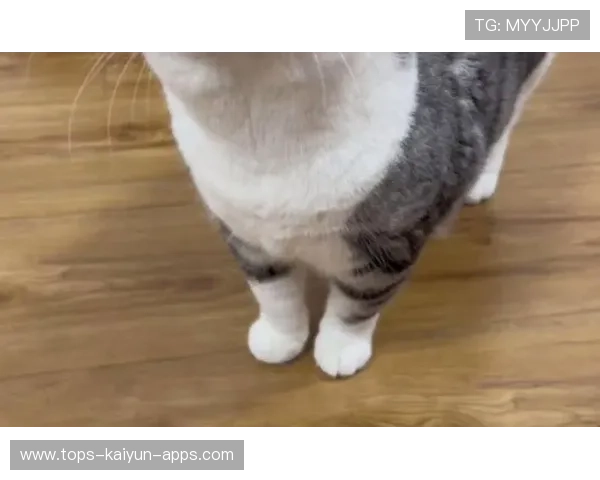 ð¦-¦-Ô¤¯+¬+­